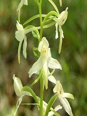 Podkolan biały - Platanthera bifolia - Vemeník dvoulistý