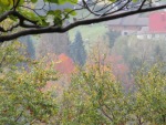 IMG_2306