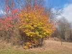 IMG-20241029-WA0005
