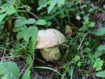IMG-20250624-WA0063