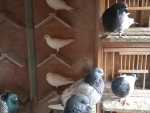 IMG-20240703-WA0022