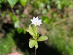 11a