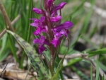 8a